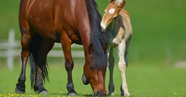 Picture for category Rapid veterinary tests